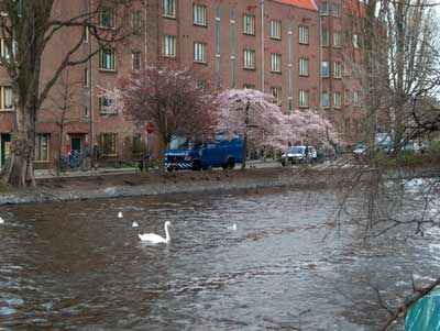 amsterdam swan