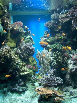 monaco-aquarium