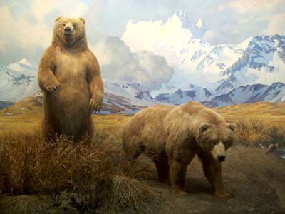 bears american musuem of natural history nyc