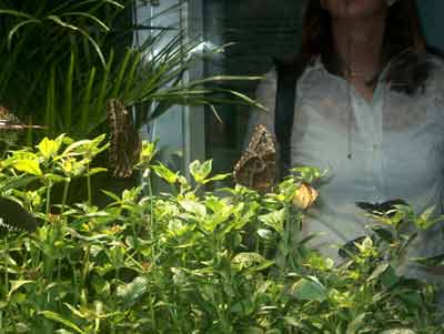 butterfly american musuem of natural history nyc