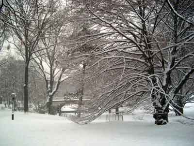 tree central park snow nyc