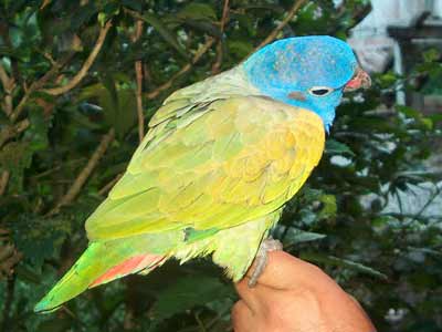 parrot ecuador jungle