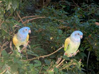parrots ecuador jungle