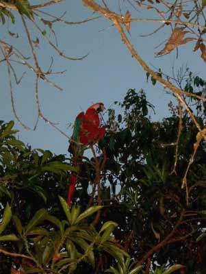 parrot talks ecuador