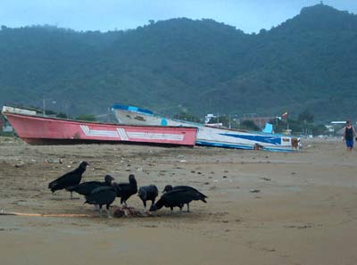 puerto lopez beach vultures